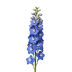 Delphinium stem