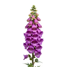 Foxglove spire