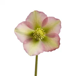 Hellebore nodding