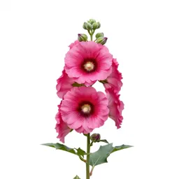 Hollyhock