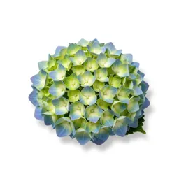Hydrangea head