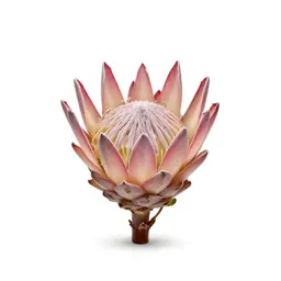 King protea