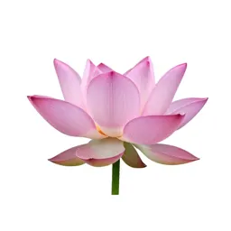 Lotus flower