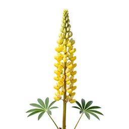 Lupin spike