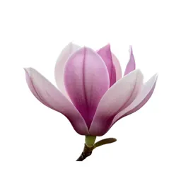 Magnolia flower