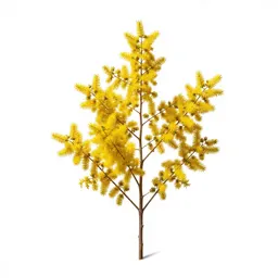 Manuka blossom branch