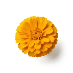 Marigold