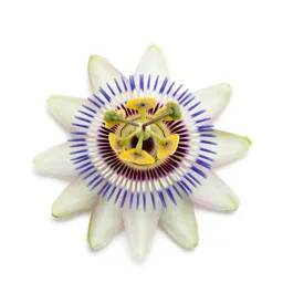 Passionflower