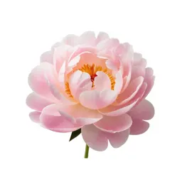 Peony opening