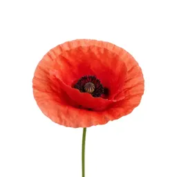 Poppy