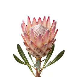 Protea bloom