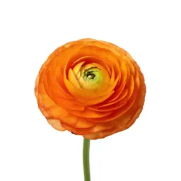 Ranunculus