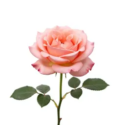 Single garden rose