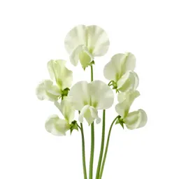 Sweet pea cluster