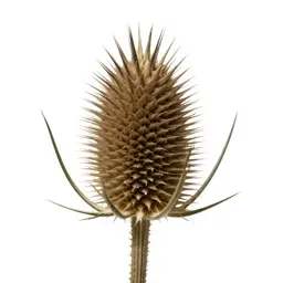 Thistle head