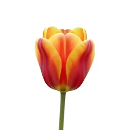 Tulip