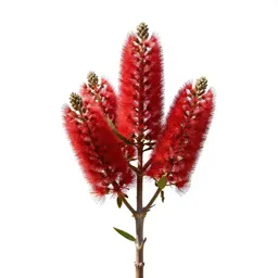 Waratah