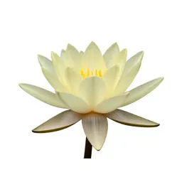 Water lily