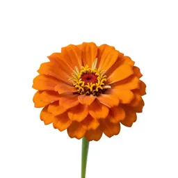 Zinnia