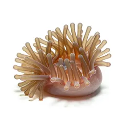 Anemone