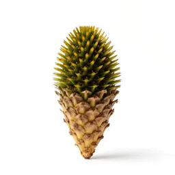 Echinacea cone