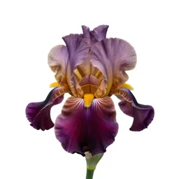Iris