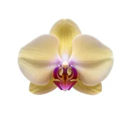 Orchid spray