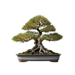 Bonsai training kit