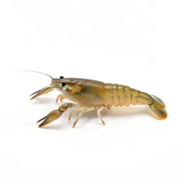 Brine shrimp