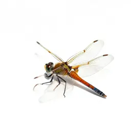 Dragonfly with veined wings