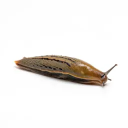Garden slug