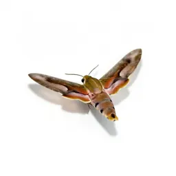 Hawk moth in flight