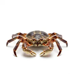 Horseshoe crab