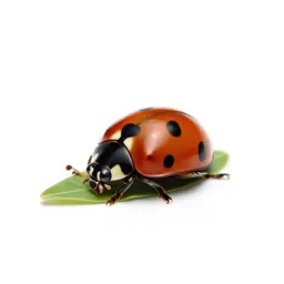 Ladybird on a leaf