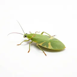 Leaf insect