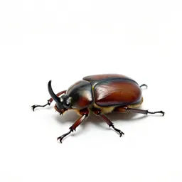 Rhinoceros beetle