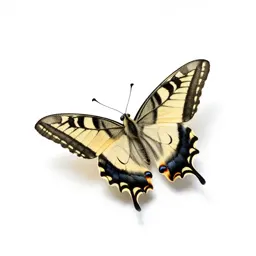 Swallowtail butterfly