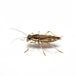 Water strider