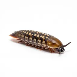 Woodlouse