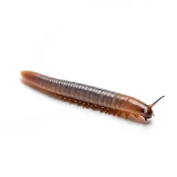 Earthworm in soil