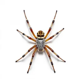 Orb weaver on its web