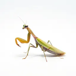 Orchid mantis