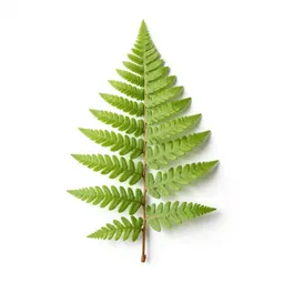 Fern fossil in shale
