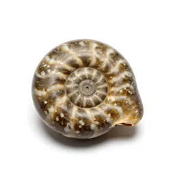 Fossilised ammonite