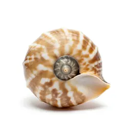 Nautilus shell