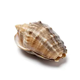 Paua shell