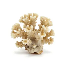Piece of coral