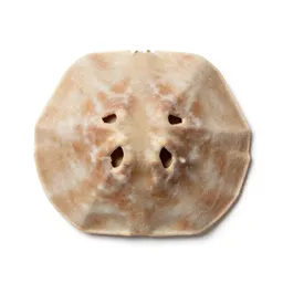 Sand dollar