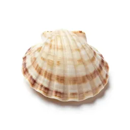 Scallop shell