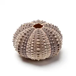 Sea urchin shell